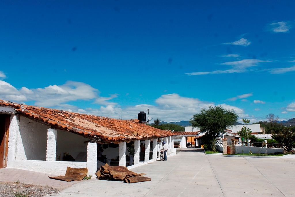 Inicia ritual de la matanza de chivos en hacienda “El Rosario”. - e-oaxaca Periódico Digital de Oaxaca